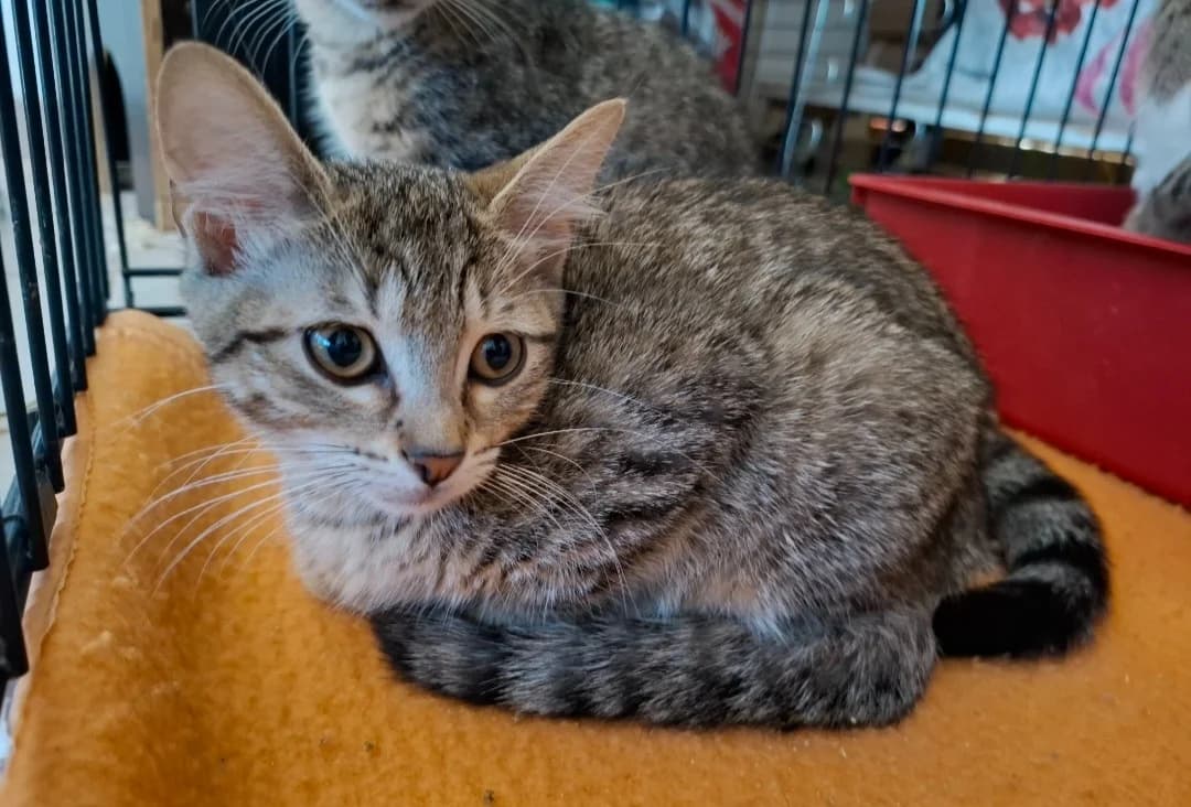 AVA, female Mixed Breed for adoption at SPA Arras (Tilloy), Arras
