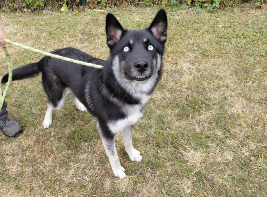 NÉMO, male young mixed breed for adoption at SPA Arras (Tilloy), Arras