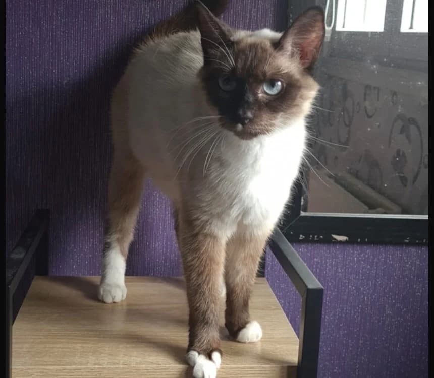 BONNIE ( en famille relais ), female Mixed Breed for adoption at SPA Arras (Tilloy), Arras