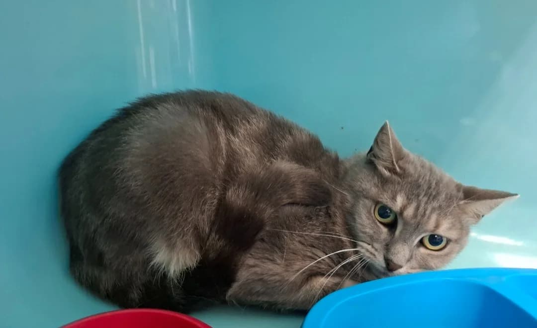 MINETTE, female senior Mixed Breed for adoption at SPA Arras (Tilloy), Arras
