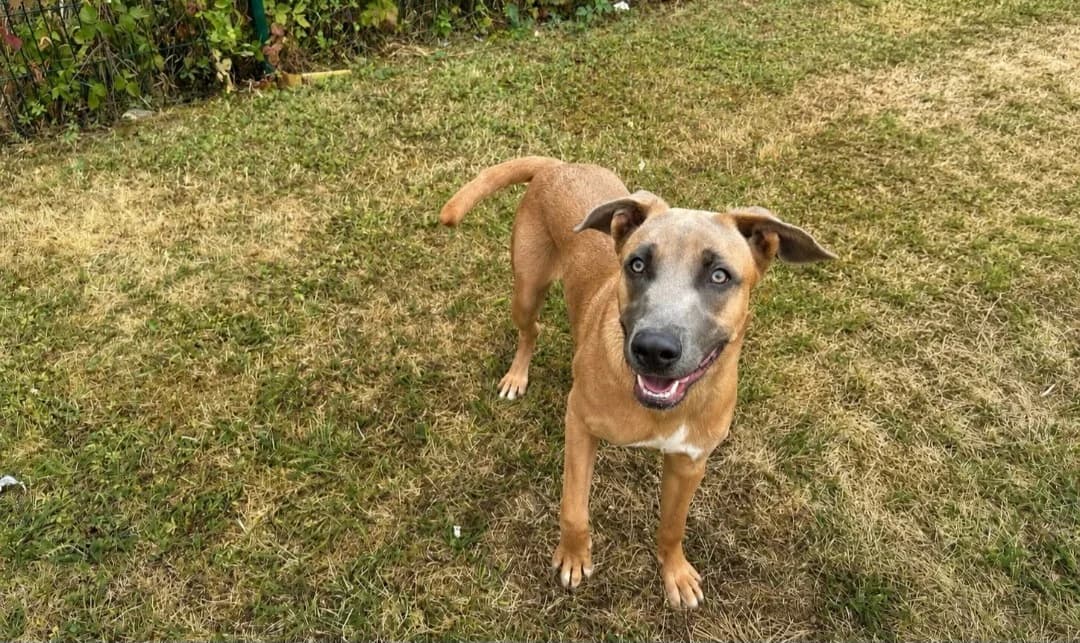 ATOME, male young Mixed Breed for adoption at SPA Arras (Tilloy), Arras
