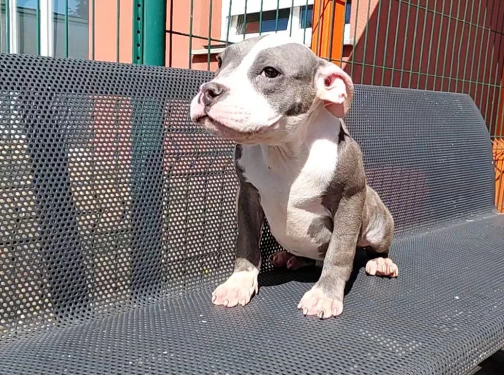 MILO, male puppy mixed breed for adoption at SPA Arras (Tilloy), Arras