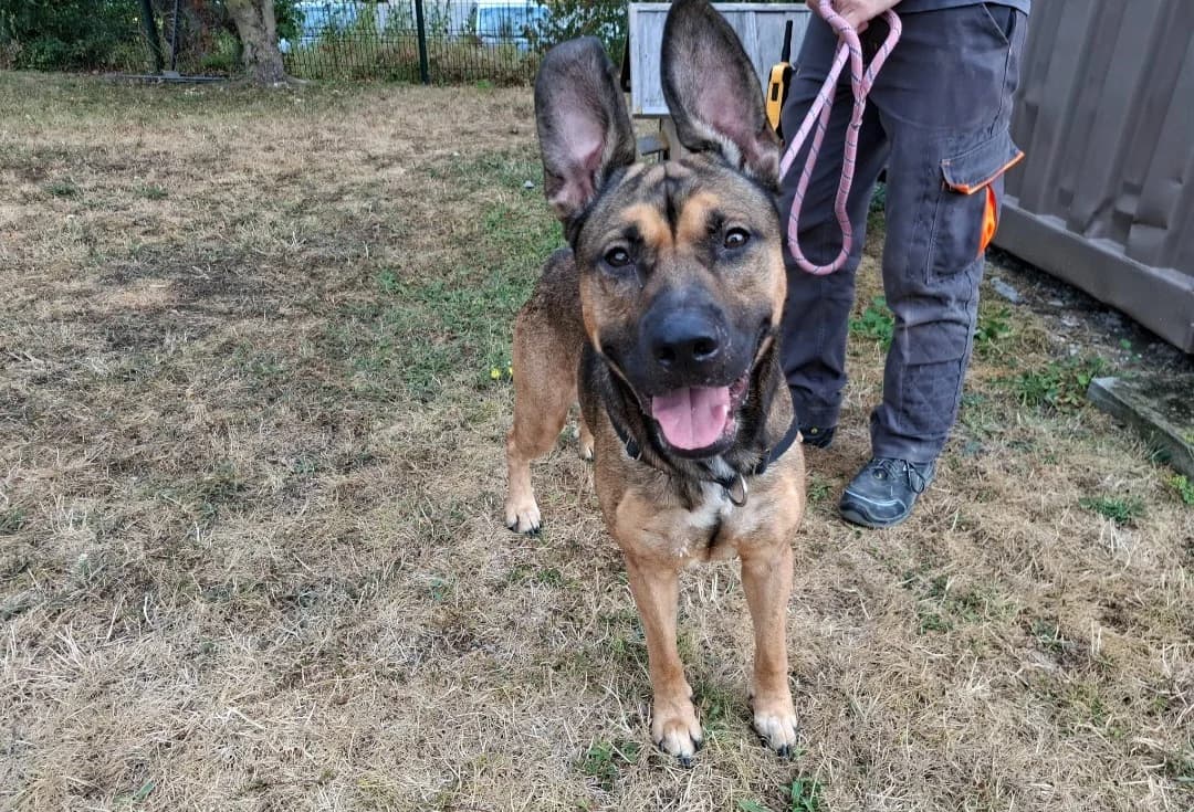 BILLY, male young mixed breed for adoption at SPA Arras (Tilloy), Arras