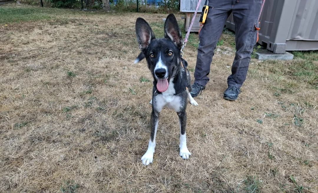 Basil, male Mixed Breed for adoption at SPA Arras (Tilloy), Arras