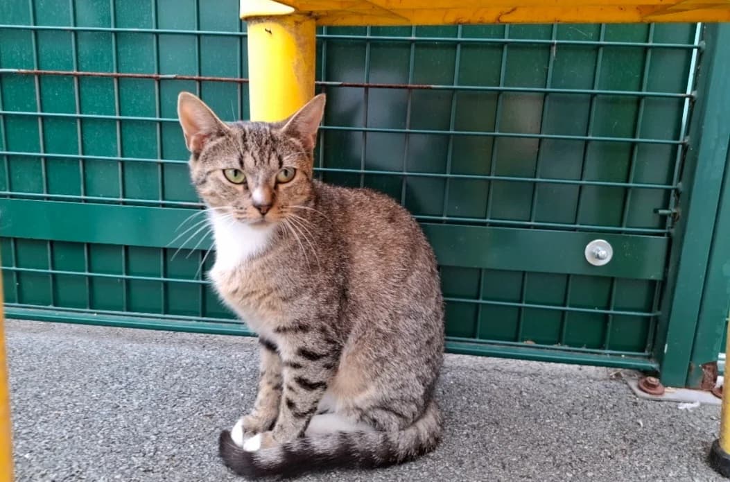 GRISETTE, female young Mixed Breed for adoption at SPA Arras (Tilloy), Arras