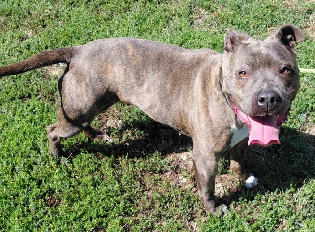 REICH, female 6yo American Staffordshire Terrier for adoption at SPA Arras (Tilloy), Arras