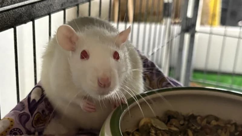 FRAMBOISE, female young Mixed Breed for adoption at SPA Arras (Tilloy), Arras