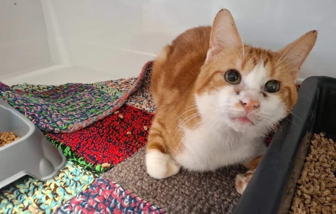 WILLIWAW, male senior Mixed Breed for adoption at SPA Arras (Tilloy), Arras