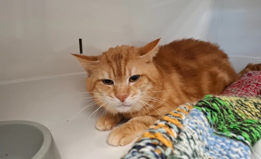 SIROCCO, male senior Mixed Breed for adoption at SPA Arras (Tilloy), Arras