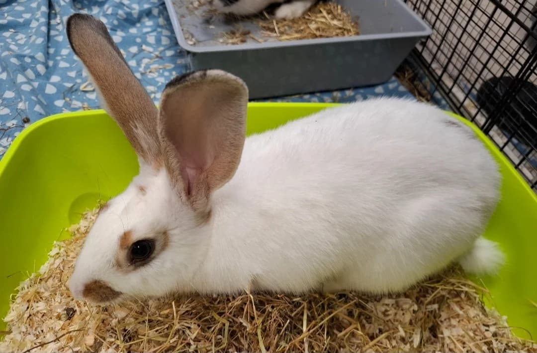 DIANTRE, female Mixed Breed for adoption at SPA Arras (Tilloy), Arras