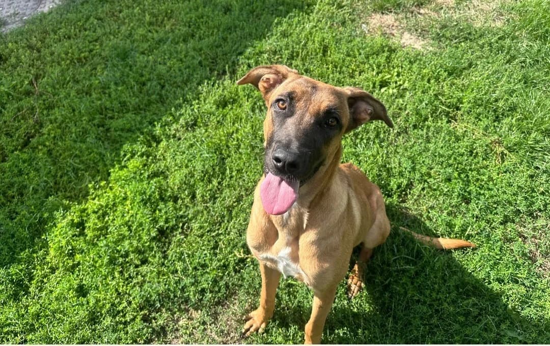 INES, female Mixed Breed for adoption at SPA Arras (Tilloy), Arras