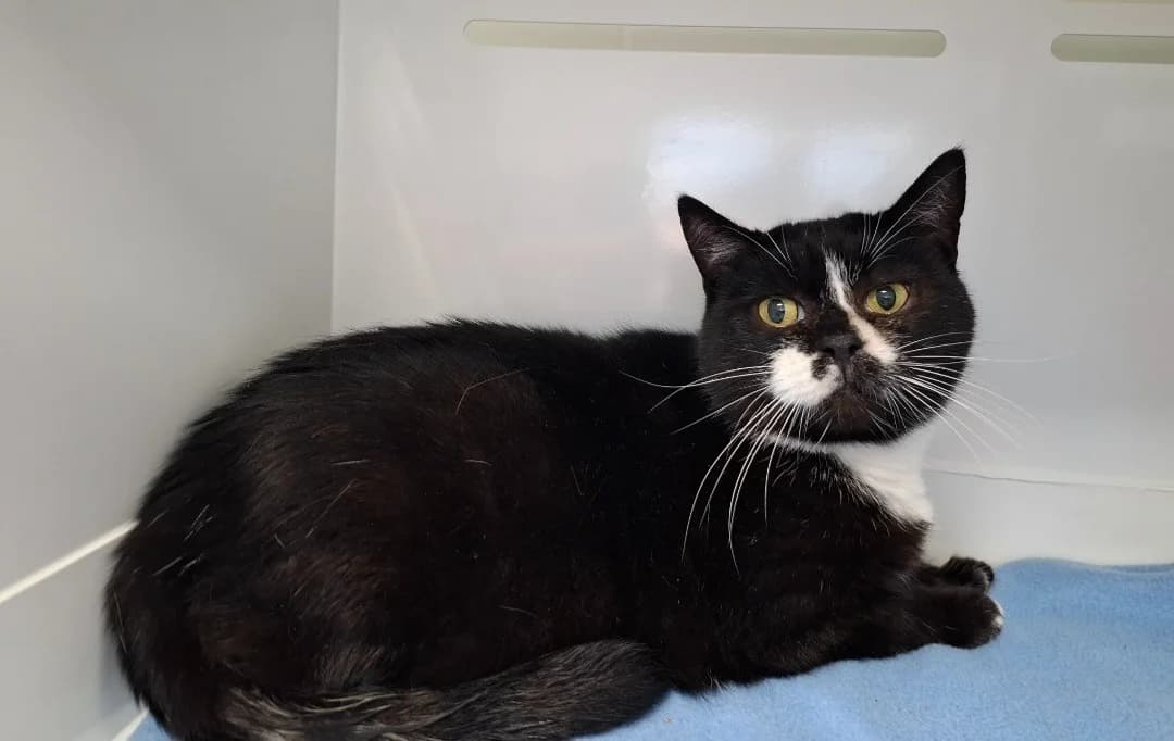 minette, female young Mixed Breed for adoption at SPA Arras (Tilloy), Arras