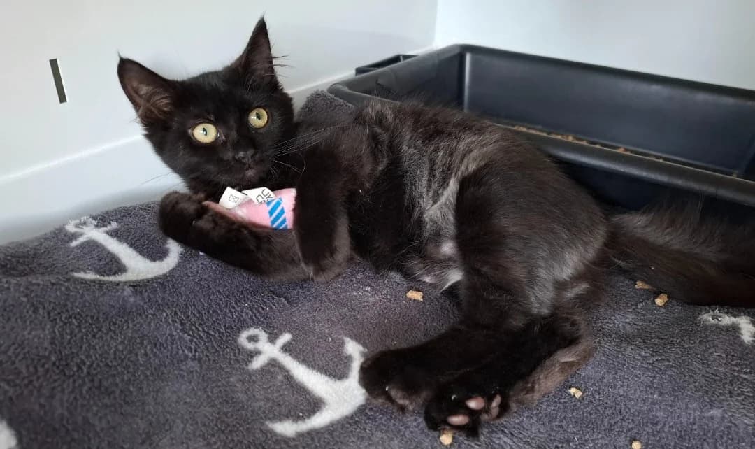 GUCCI, female Mixed Breed for adoption at SPA Arras (Tilloy), Arras