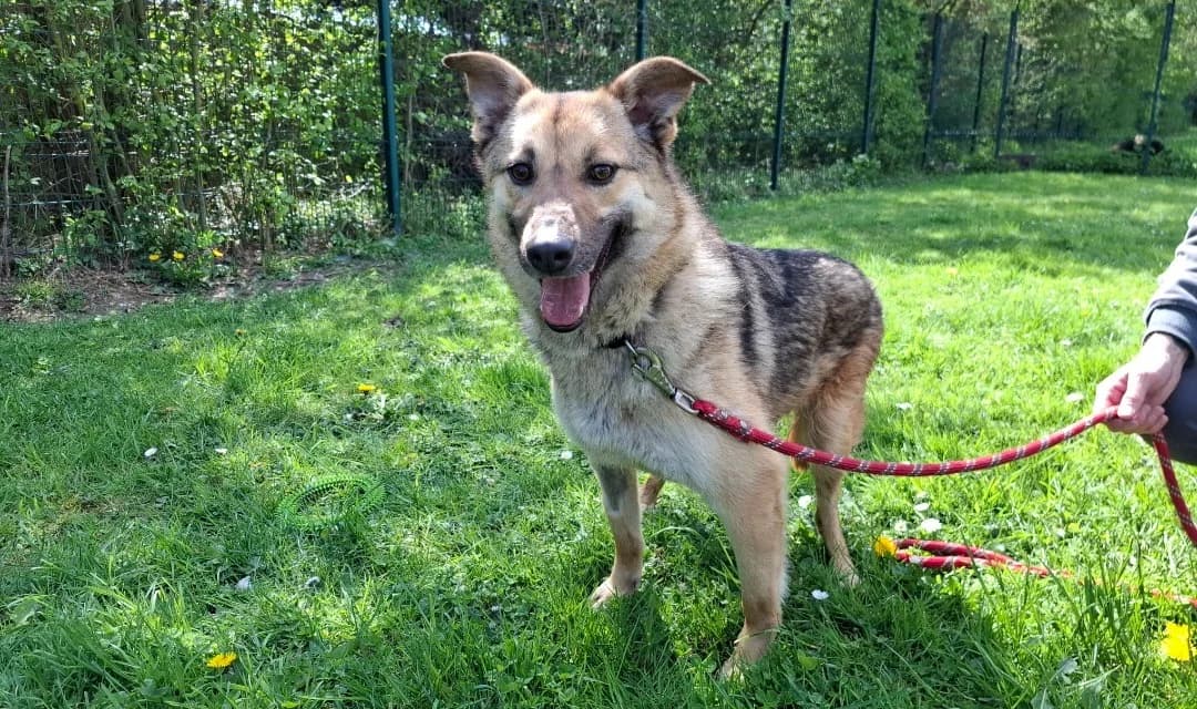 LYRA, female young Mixed Breed for adoption at SPA Arras (Tilloy), Arras