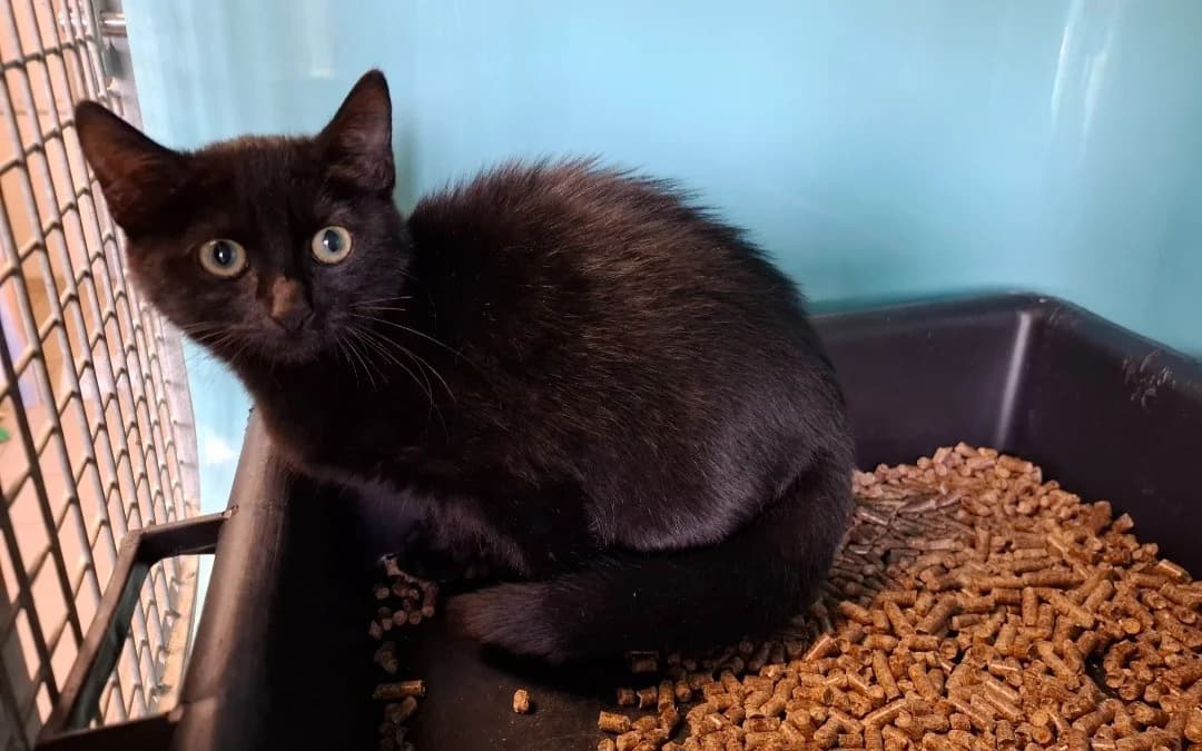 CLIO, female Mixed Breed for adoption at SPA Arras (Tilloy), Arras