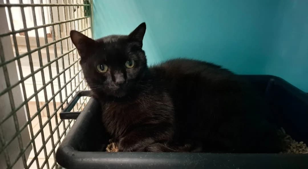 GIVENCHY, male 5yo Mixed Breed for adoption at SPA Arras (Tilloy), Arras