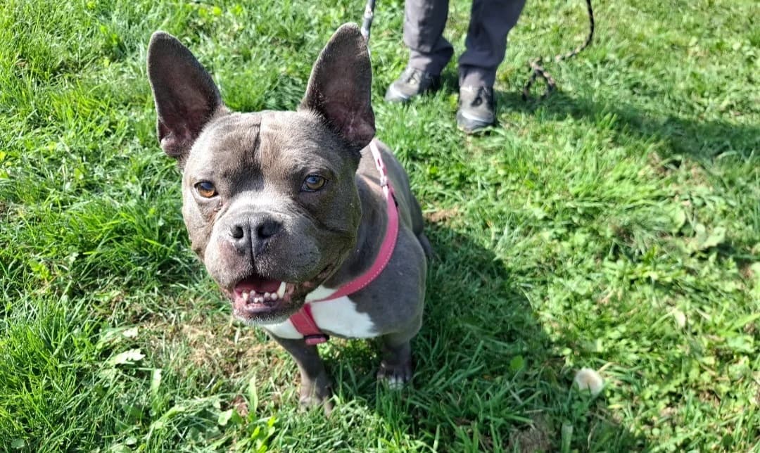 RYAN, male 6yo American Bully for adoption at SPA Arras (Tilloy), Arras
