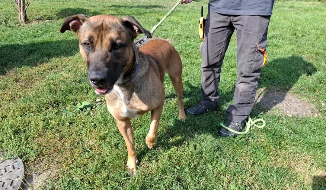 ZEPHYR, male young American Bully for adoption at SPA Arras (Tilloy), Arras