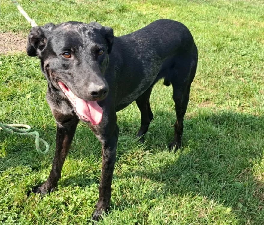 SIMBA, male 5yo Pointer for adoption at SPA Arras (Tilloy), Arras