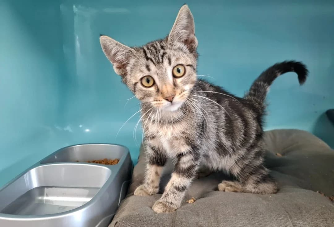 FIFI (FIV+), female Mixed Breed for adoption at SPA Arras (Tilloy), Arras