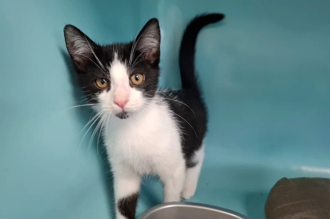 LOULOU (FIV+), male Mixed Breed for adoption at SPA Arras (Tilloy), Arras