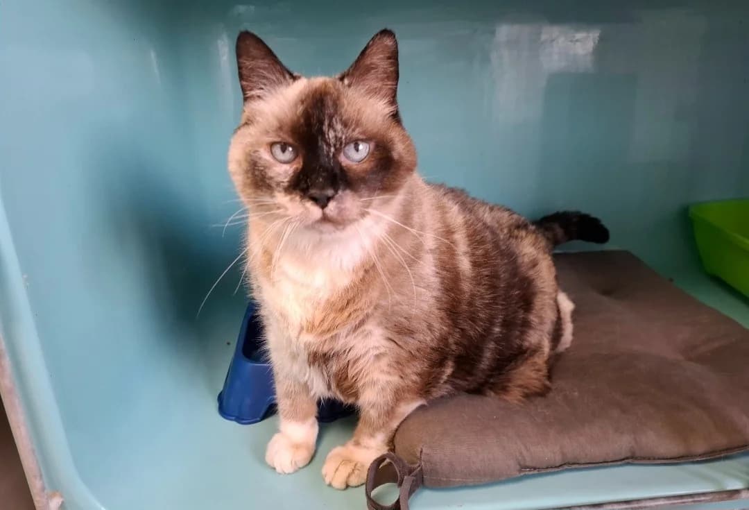 MINOUCHA, female senior Mixed Breed for adoption at SPA Arras (Tilloy), Arras