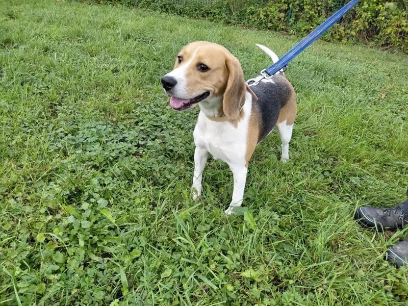 SALY, female 5yo Beagle for adoption at SPA Arras (Tilloy), Arras