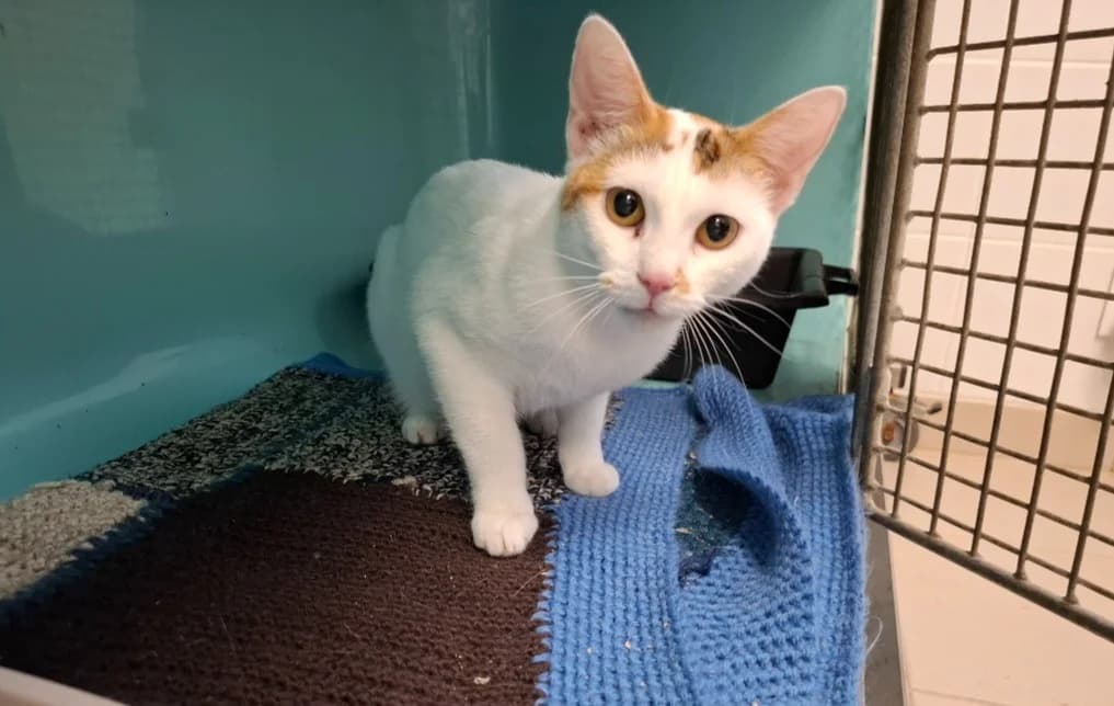 NEIGE, female Mixed Breed for adoption at SPA Arras (Tilloy), Arras