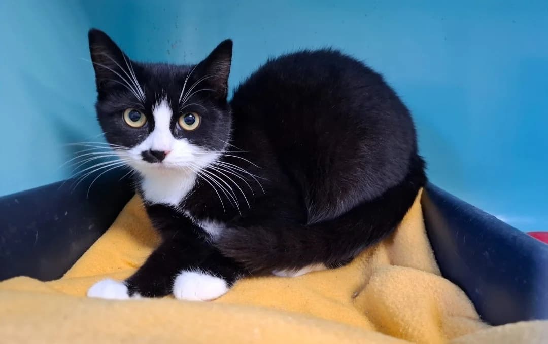 MERVEILLE, female Mixed Breed for adoption at SPA Arras (Tilloy), Arras