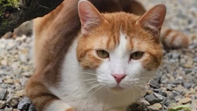 Snow, male 4yo Mixed Breed for adoption at Gerhard Cramer), Arry