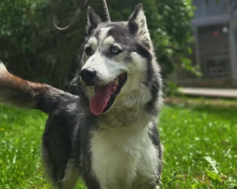 SABRINA, female 6yo Husky for adoption at Gerhard Cramer), Arry