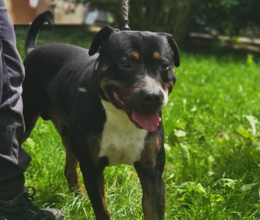 LEIKA, male 5yo Mixed Breed for adoption at Gerhard Cramer), Arry