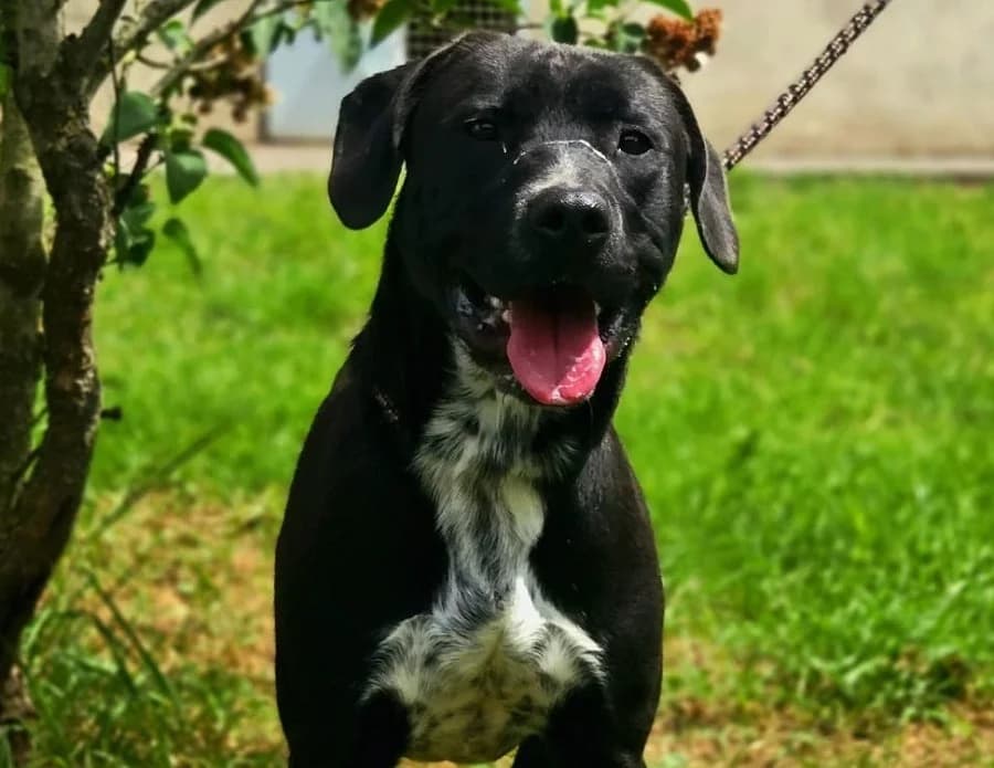 JOEY, male young Labrador Retriever for adoption at Gerhard Cramer), Arry