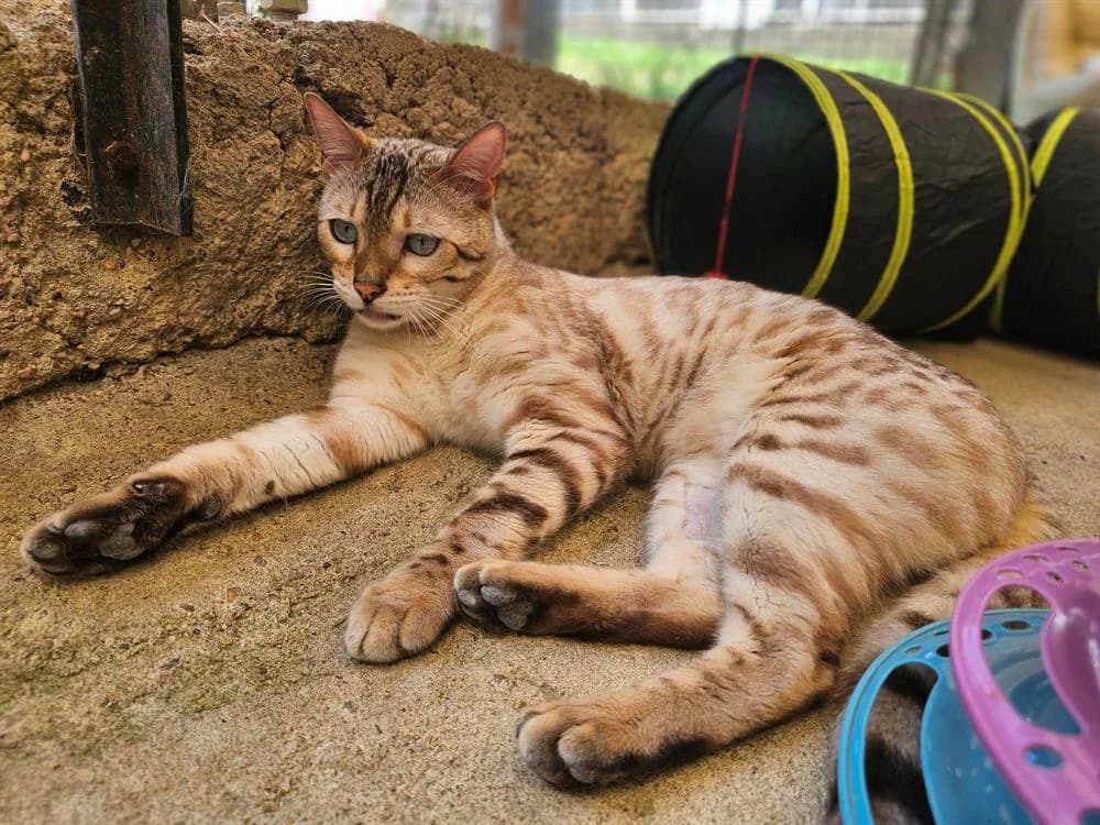 Flex, male young Mixed Breed for adoption at Gerhard Cramer), Arry