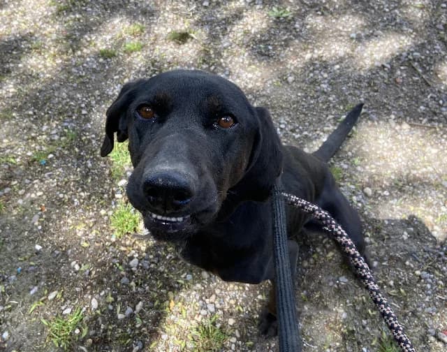 Chance, female 3yo mixed breed for adoption at Gerhard Cramer), Arry