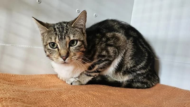 NOLA, female young Mixed Breed for adoption at Gerhard Cramer), Arry