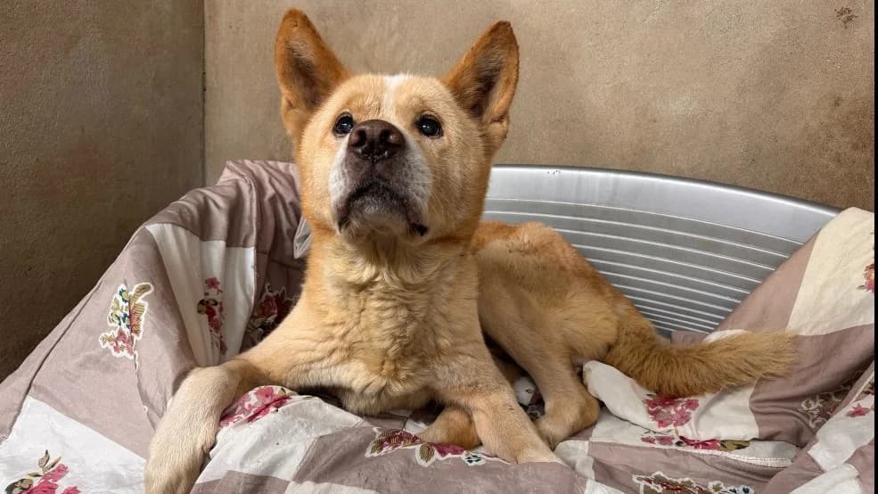 JIMBA, male senior Akita for adoption at Gerhard Cramer), Arry