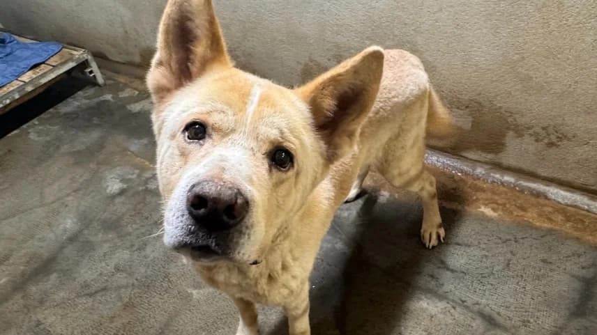 JINGO, male senior Akita for adoption at Gerhard Cramer), Arry