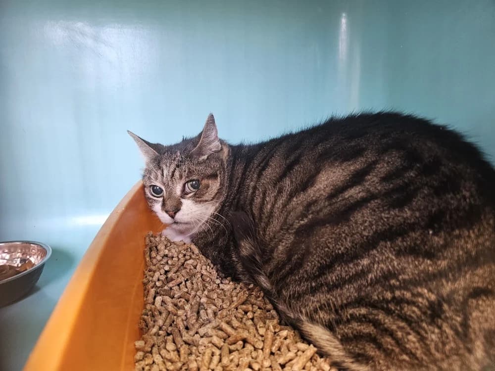 Fripouille, male senior Mixed Breed for adoption at Gerhard Cramer), Arry