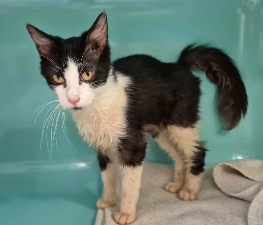 UTAH, male young Mixed Breed for adoption at Gerhard Cramer), Arry