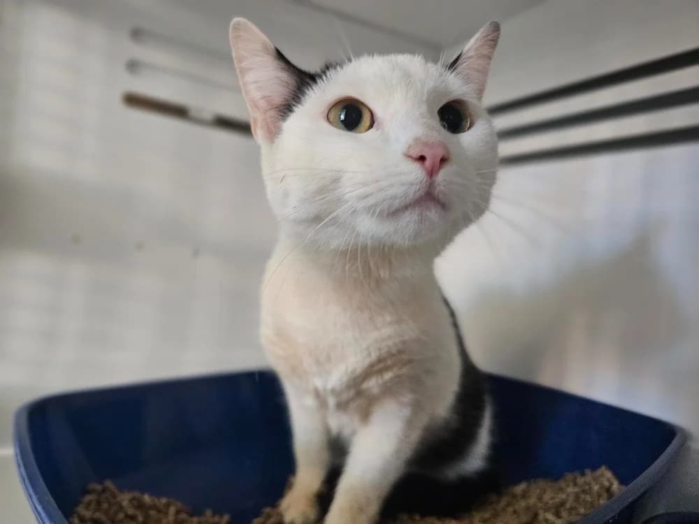 Lyra, female 6yo Mixed Breed for adoption at Gerhard Cramer), Arry