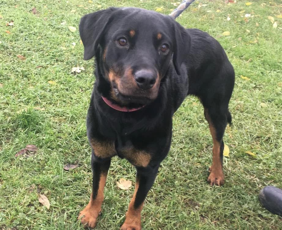 OLINA, female 7yo Mixed Breed for adoption at Gerhard Cramer), Arry