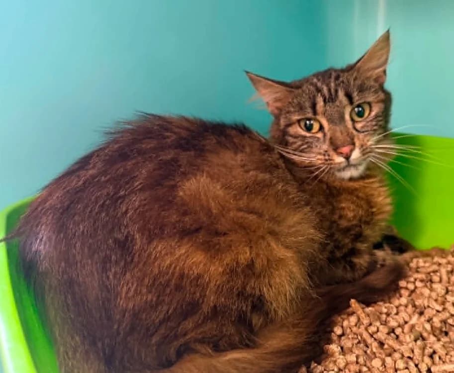 TEXAS, female young mixed breed for adoption at Gerhard Cramer), Arry