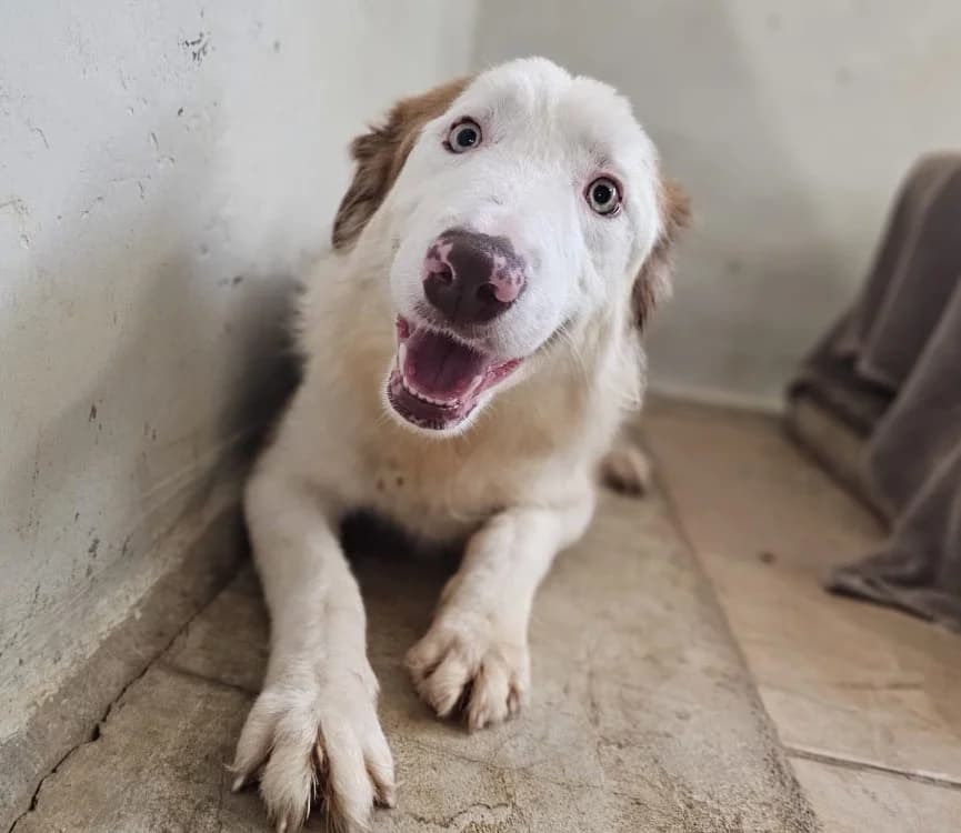 YUKULELE, female young Border Collie for adoption at Gerhard Cramer), Arry