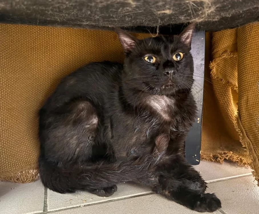 NEVADA, male 4yo Mixed Breed for adoption at Gerhard Cramer), Arry