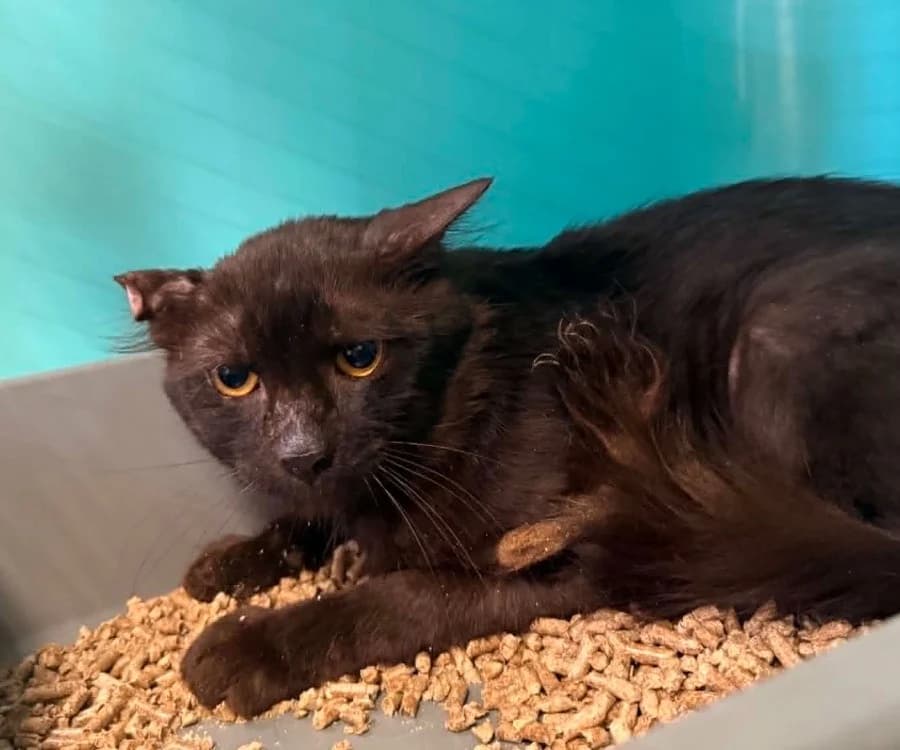 COLORADO, male 5yo Mixed Breed for adoption at Gerhard Cramer), Arry