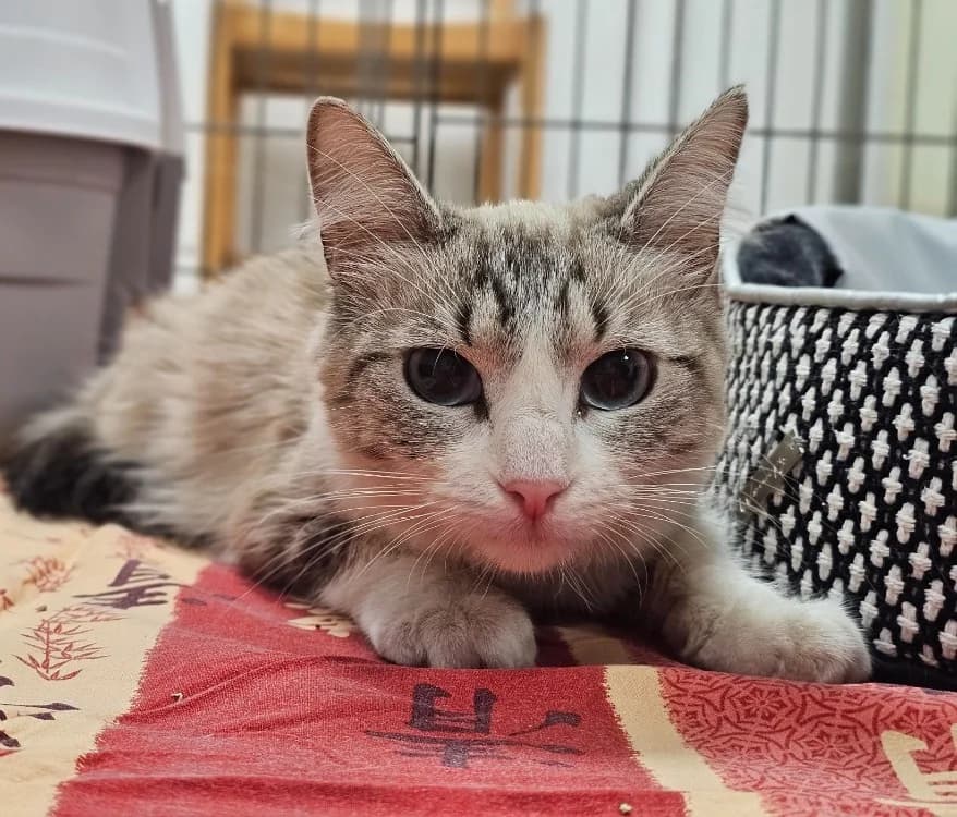 LUNA, female Mixed Breed for adoption at Gerhard Cramer), Arry