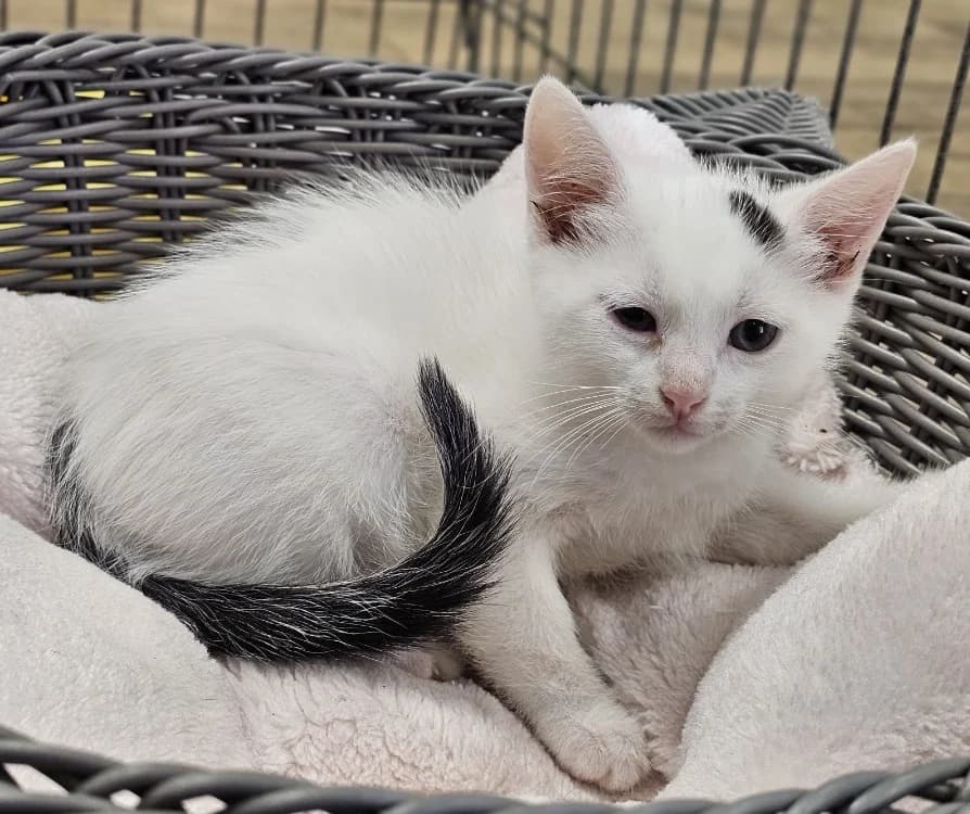 BABA, male Mixed Breed for adoption at Gerhard Cramer), Arry