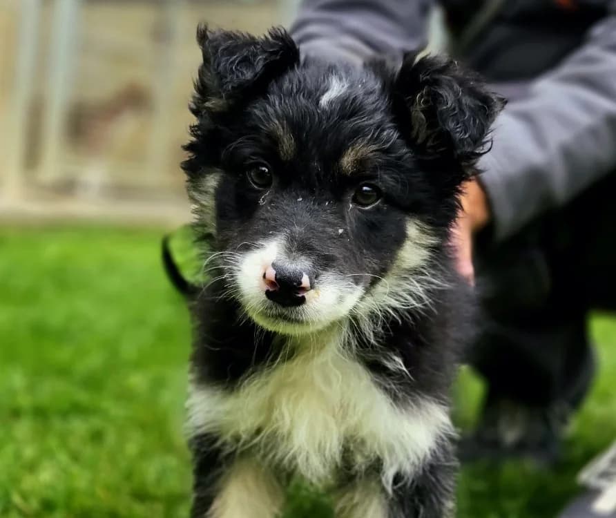 NOCTHAR, male Border Collie for adoption at Gerhard Cramer), Arry