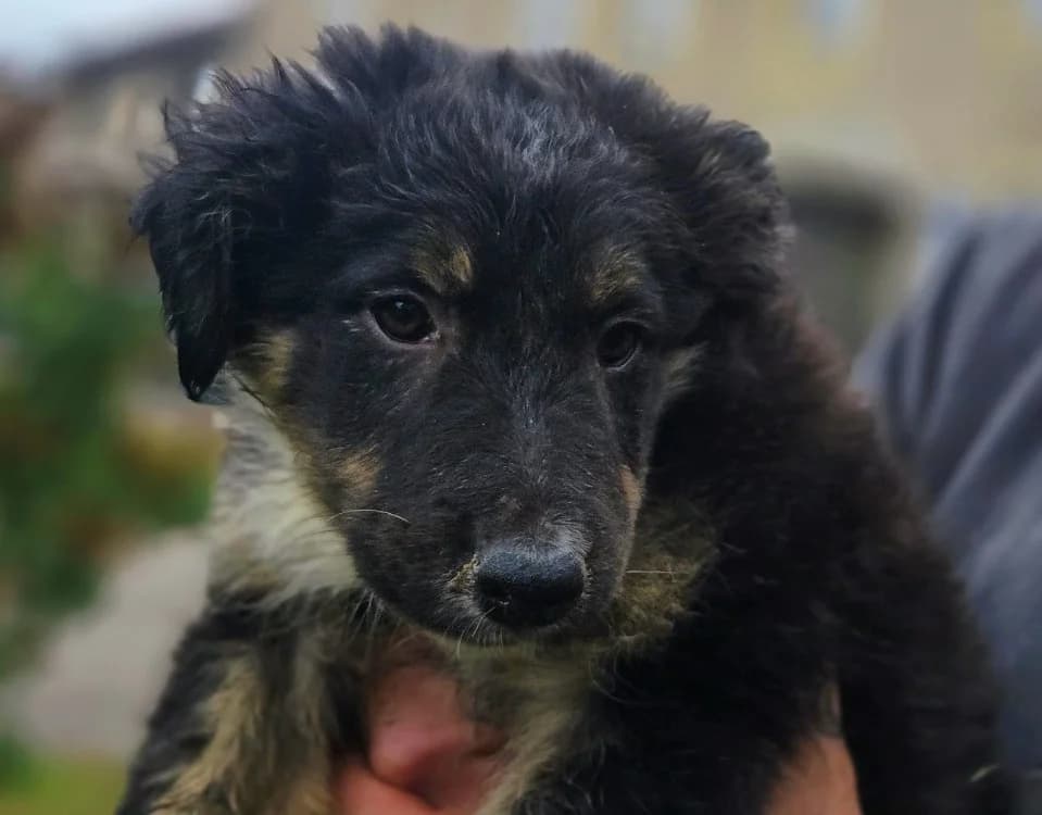MORGHUL, male Border Collie for adoption at Gerhard Cramer), Arry